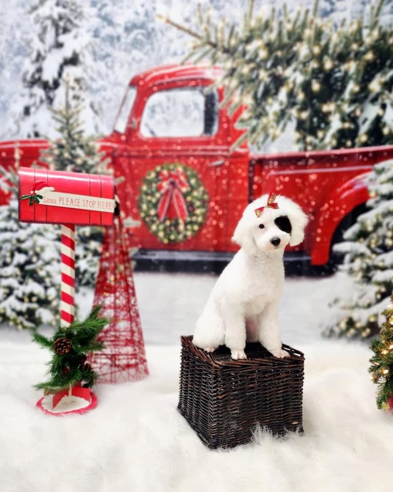 Dolly, a Poodle tested with EmbarkVet.com