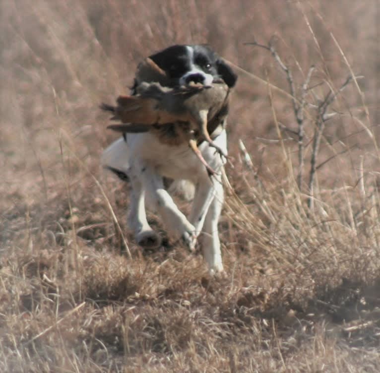 Tag, an English Springer Spaniel tested with EmbarkVet.com