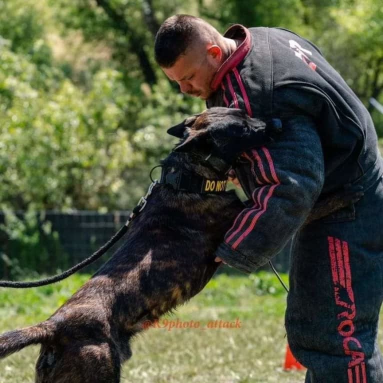 Static, a Dutch Shepherd tested with EmbarkVet.com