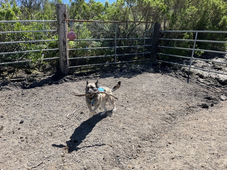 Grey Wind, a Belgian Malinois and German Shepherd Dog mix tested with EmbarkVet.com