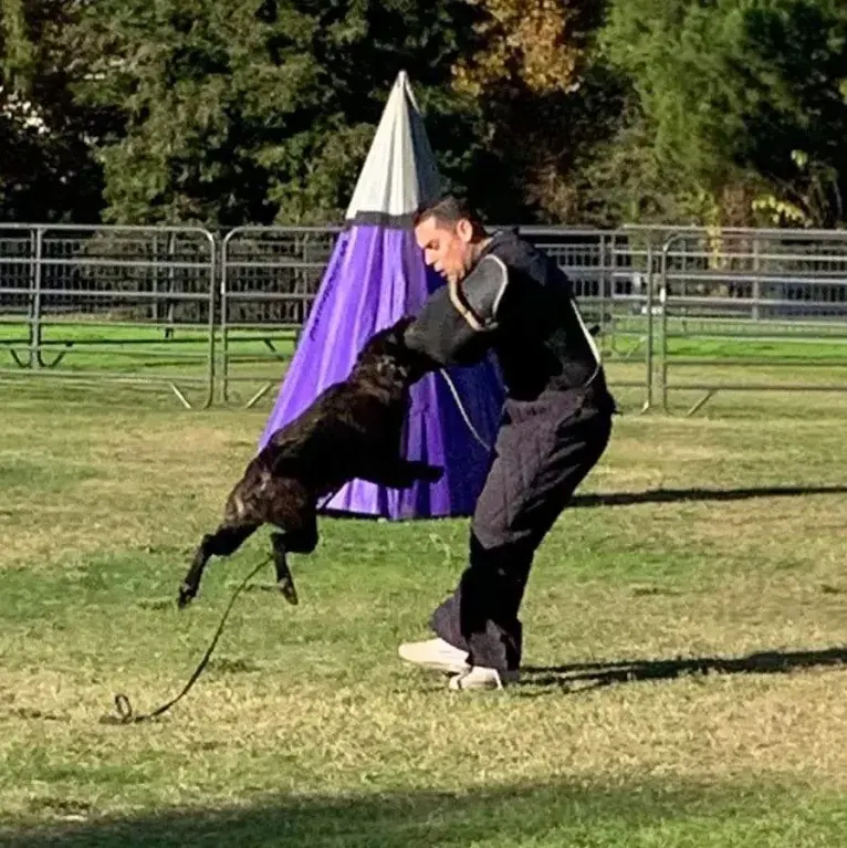 Static, a Dutch Shepherd tested with EmbarkVet.com