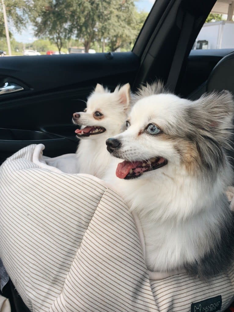 Bentley, an Australian Shepherd tested with EmbarkVet.com