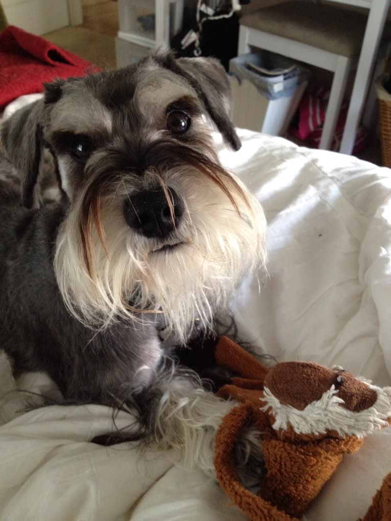 Max, a Miniature Schnauzer tested with EmbarkVet.com