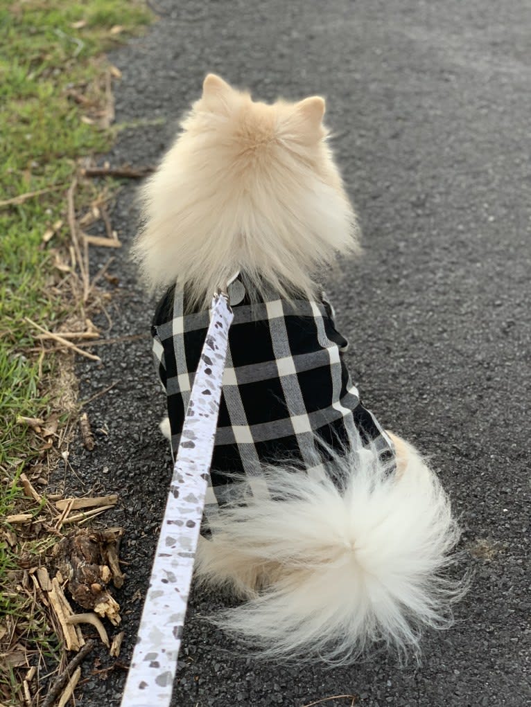 Koda, a Pomeranian tested with EmbarkVet.com