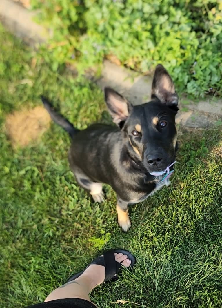 Tali'Zorah, an Australian Cattle Dog and Siberian Husky mix tested with EmbarkVet.com