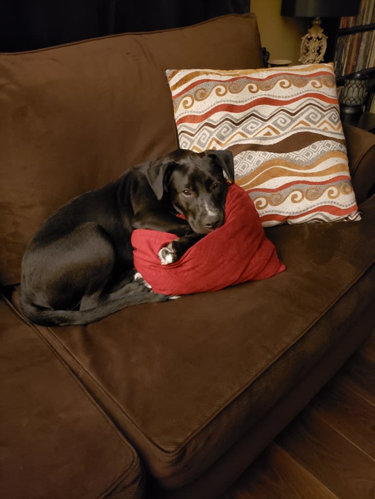 Finn, an American Bully and Labrador Retriever mix tested with EmbarkVet.com