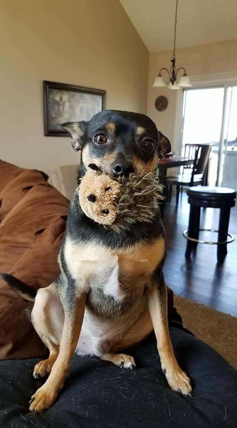 Petey, a Miniature Pinscher and Chihuahua mix tested with EmbarkVet.com