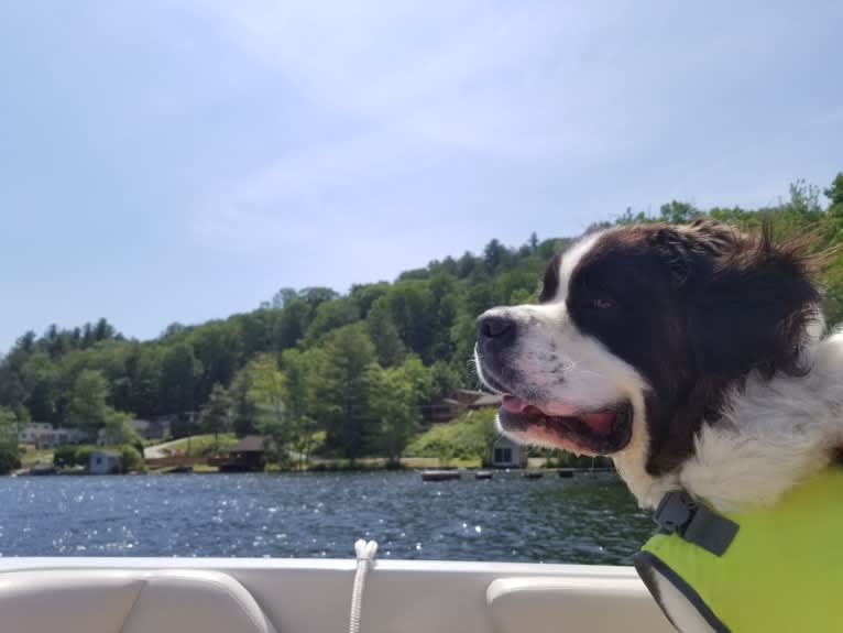 Waffles, a Saint Bernard tested with EmbarkVet.com