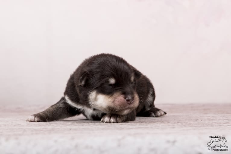 Isha, a Finnish Lapphund tested with EmbarkVet.com