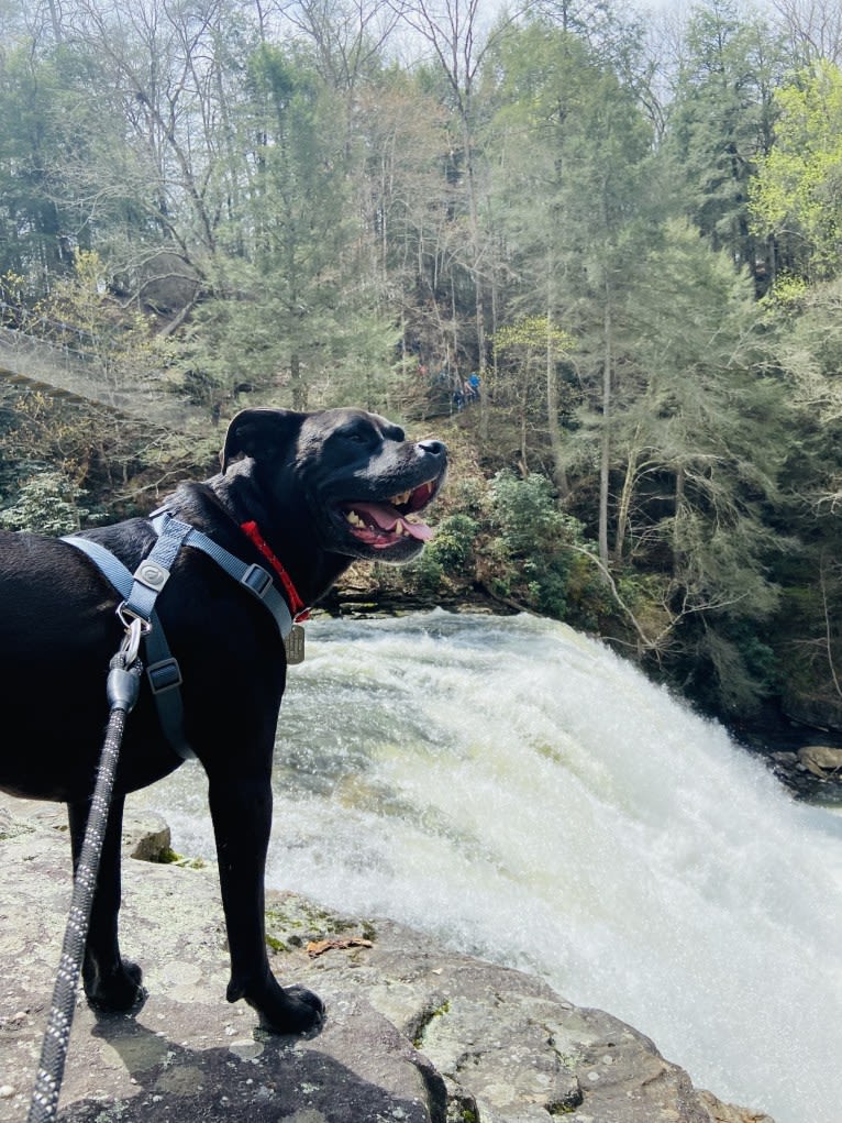 Zhala, a Cane Corso and American Pit Bull Terrier mix tested with EmbarkVet.com