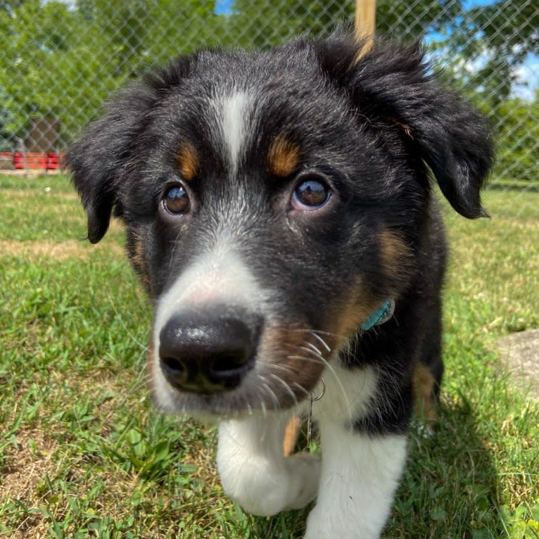 Rex, an Australian Shepherd and English Shepherd mix tested with EmbarkVet.com