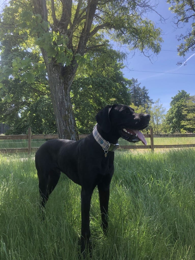 Calvin, a Great Dane and Saint Bernard mix tested with EmbarkVet.com