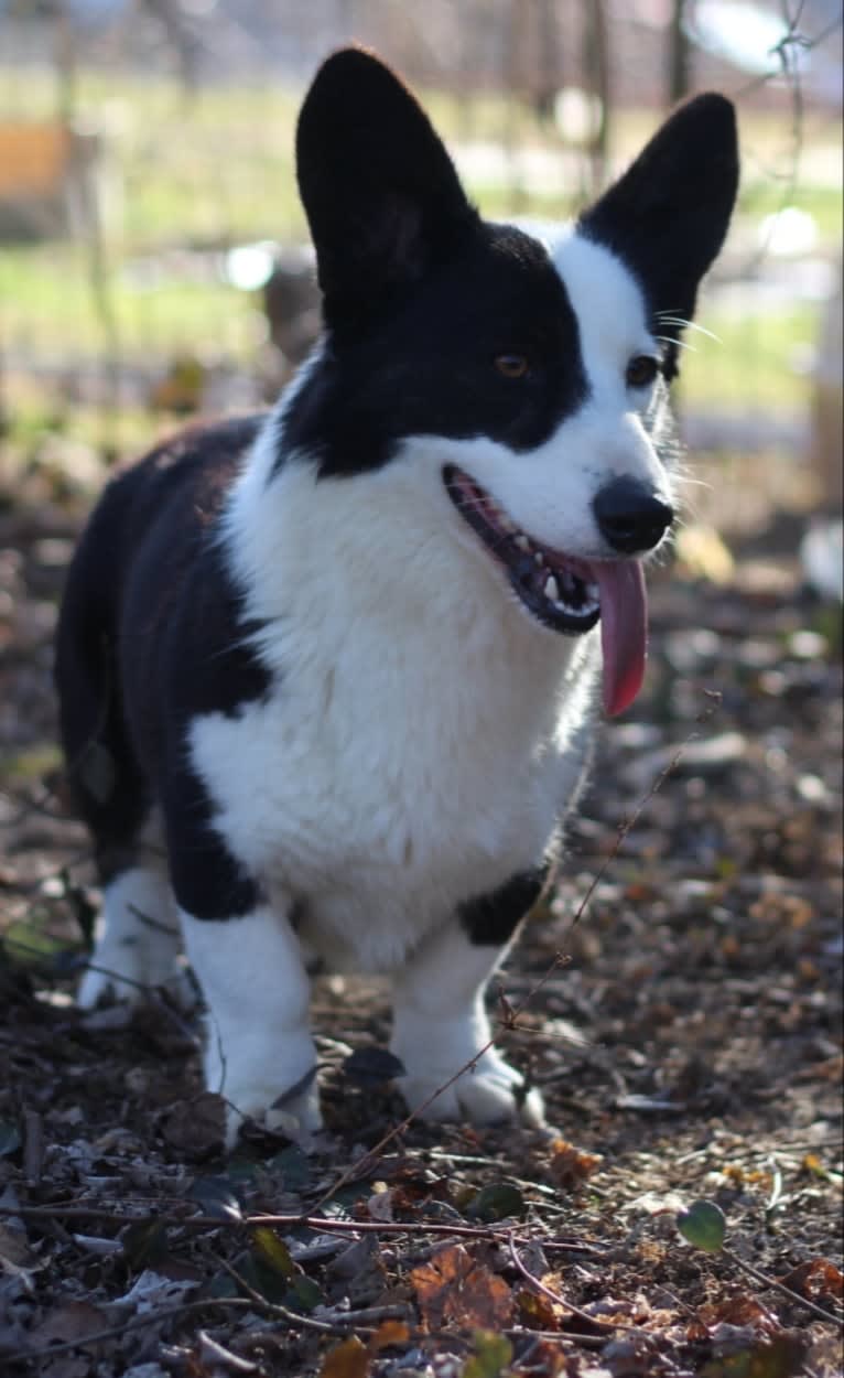 Creme De La Creme's Jägermeister, a Cardigan Welsh Corgi tested with EmbarkVet.com