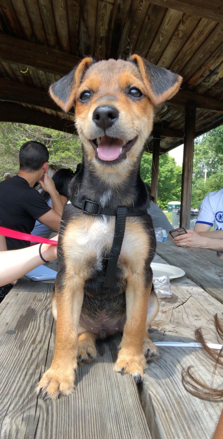 Enzo, a Yorkshire Terrier and Labrador Retriever mix tested with EmbarkVet.com