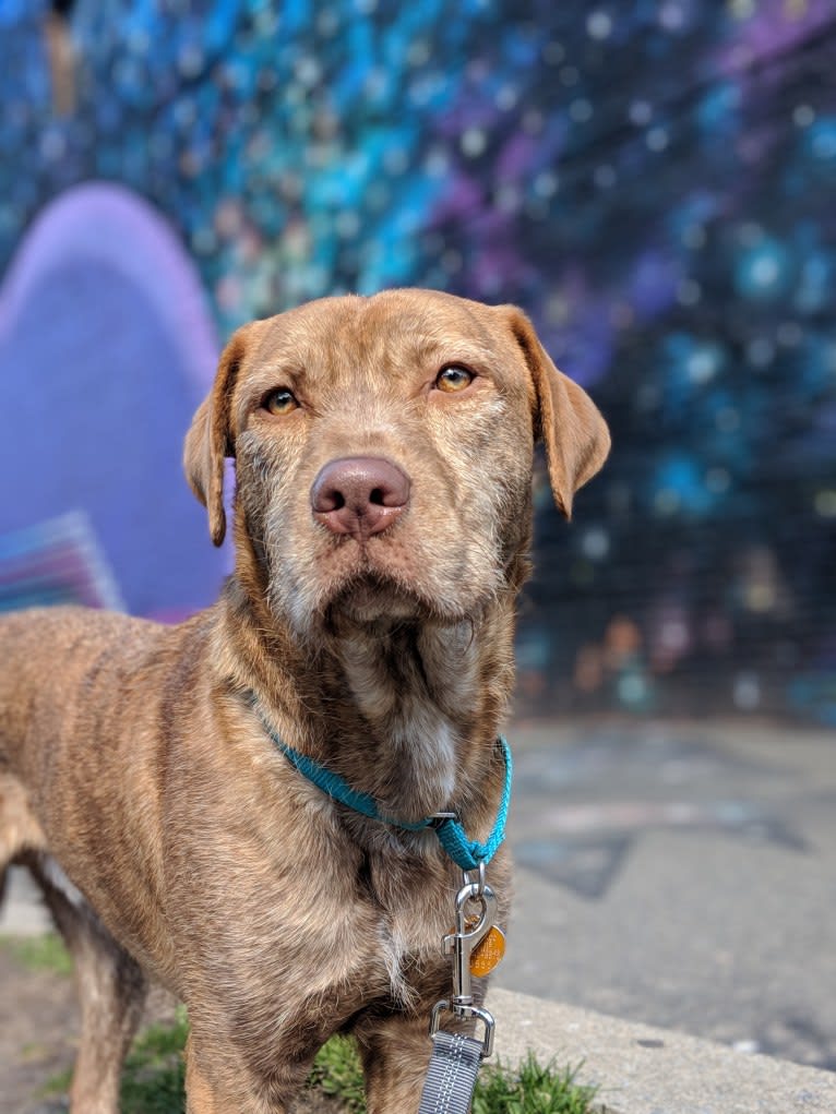 Photo of Koopa, an American Pit Bull Terrier, Plott, Shih Tzu, and Labrador Retriever mix in Jersey City, New Jersey, USA