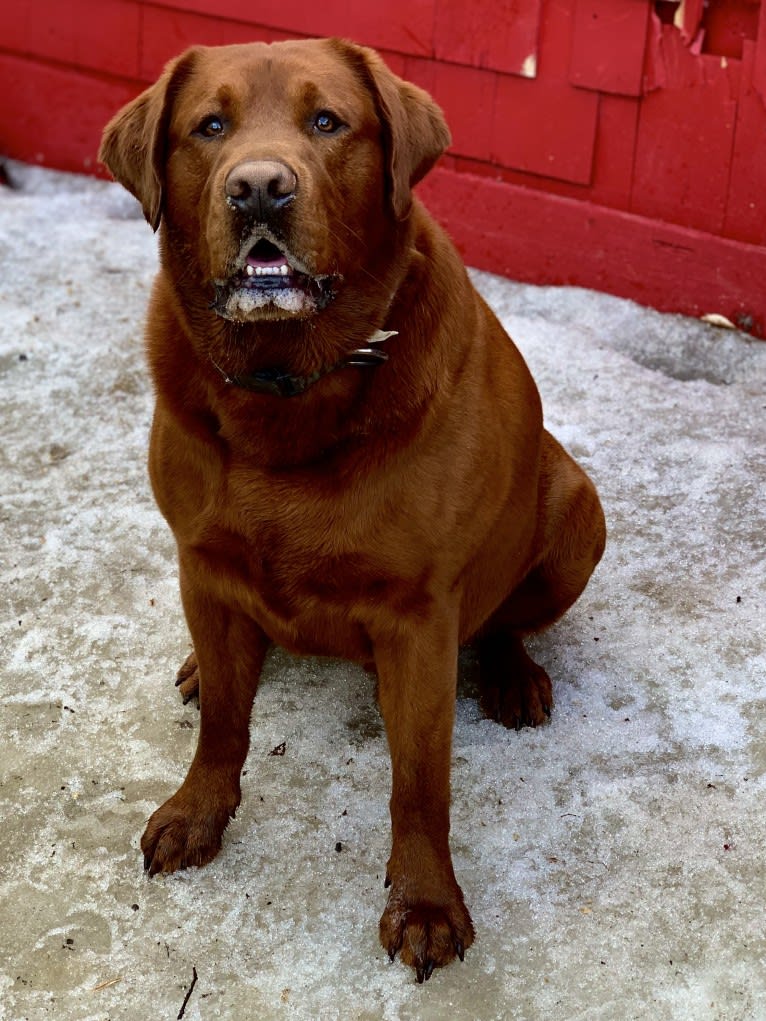 Wakan, a Labrador Retriever tested with EmbarkVet.com