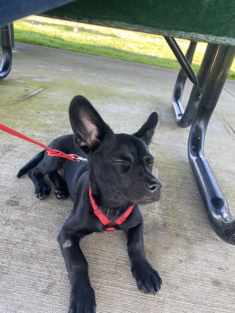 Doby, an Australian Cattle Dog and Miniature Pinscher mix tested with EmbarkVet.com