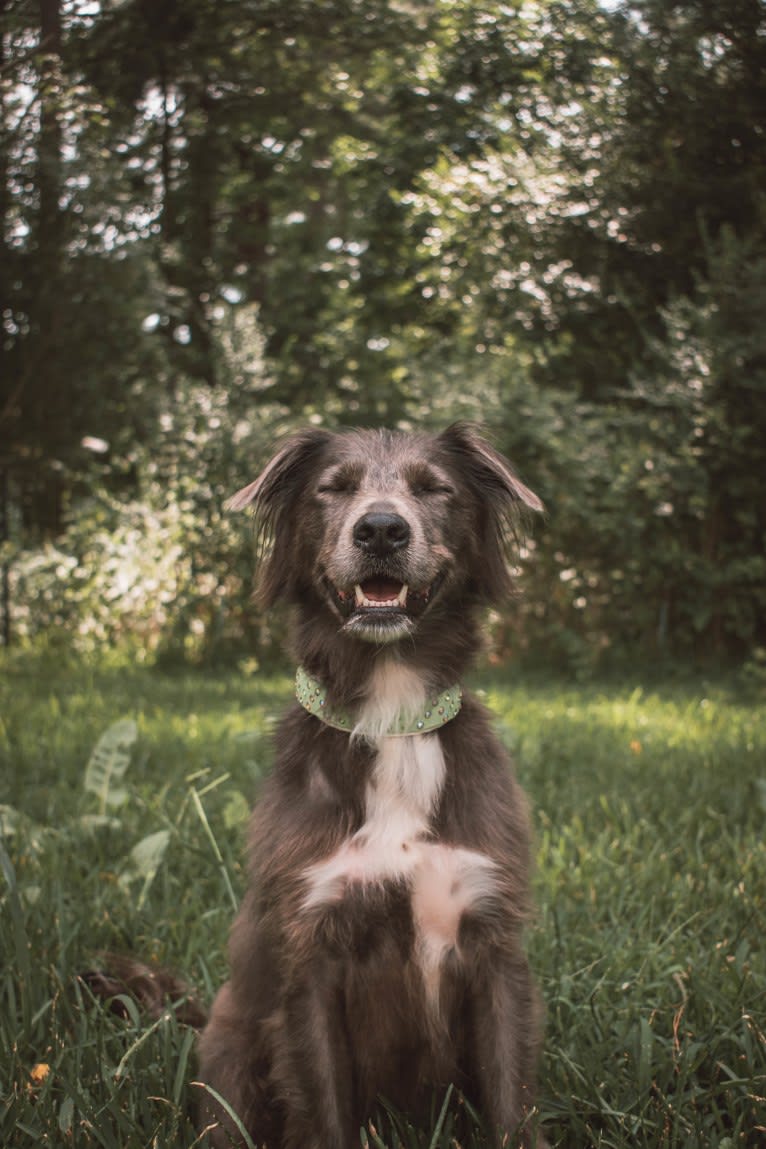 "Camber Tilt for Speed" aka Cam, an American Pit Bull Terrier and Pembroke Welsh Corgi mix tested with EmbarkVet.com