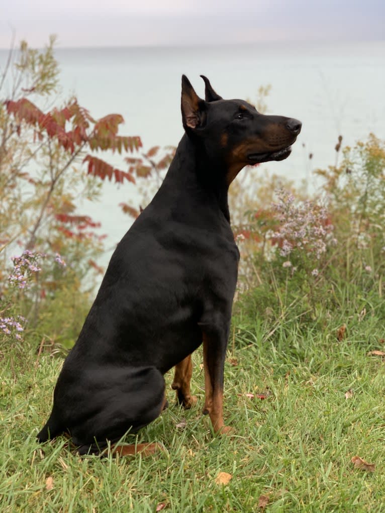 South Paw’s Nhaga, a Doberman Pinscher tested with EmbarkVet.com