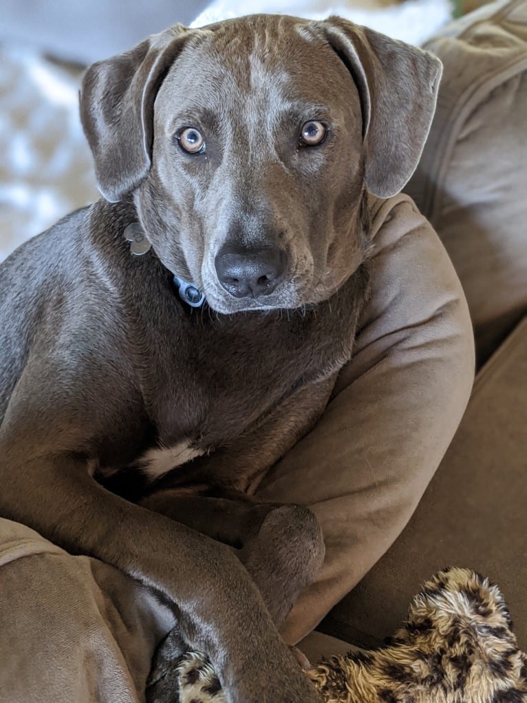 Bandit, a Blue Lacy tested with EmbarkVet.com