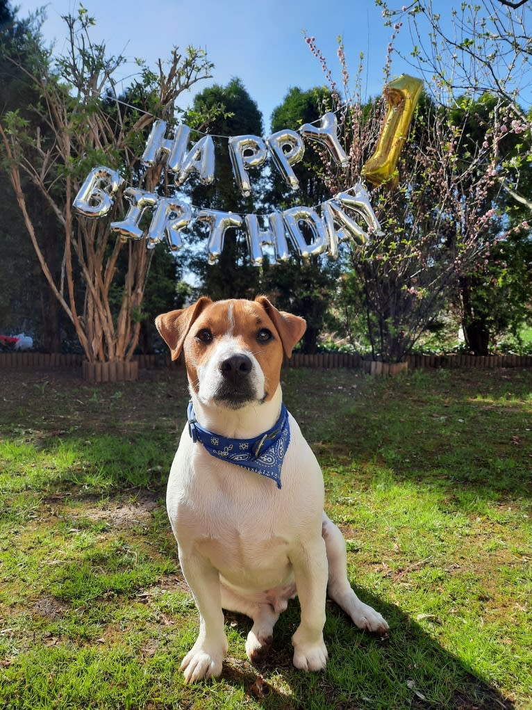 Skippy, a Russell-type Terrier and Smooth Fox Terrier mix tested with EmbarkVet.com