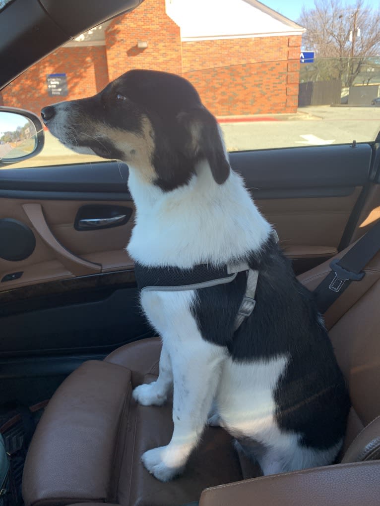 Bogey, an Australian Shepherd and Australian Cattle Dog mix tested with EmbarkVet.com