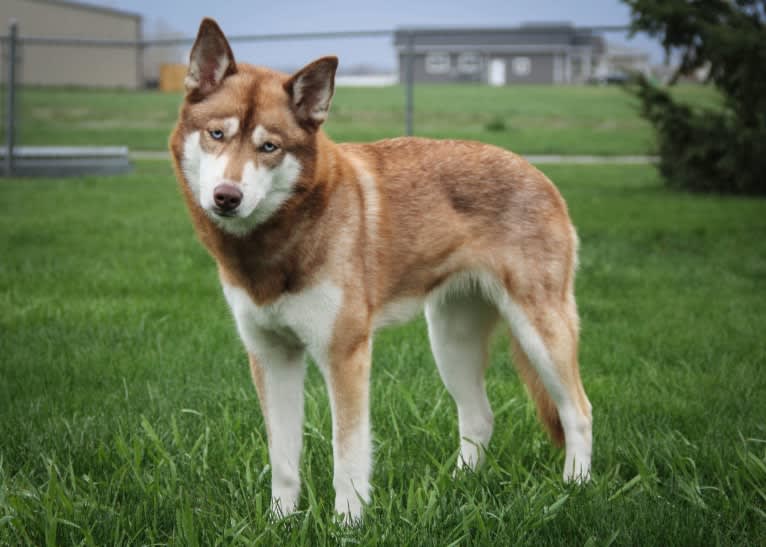 Asha, a Siberian Husky and German Shepherd Dog mix tested with EmbarkVet.com