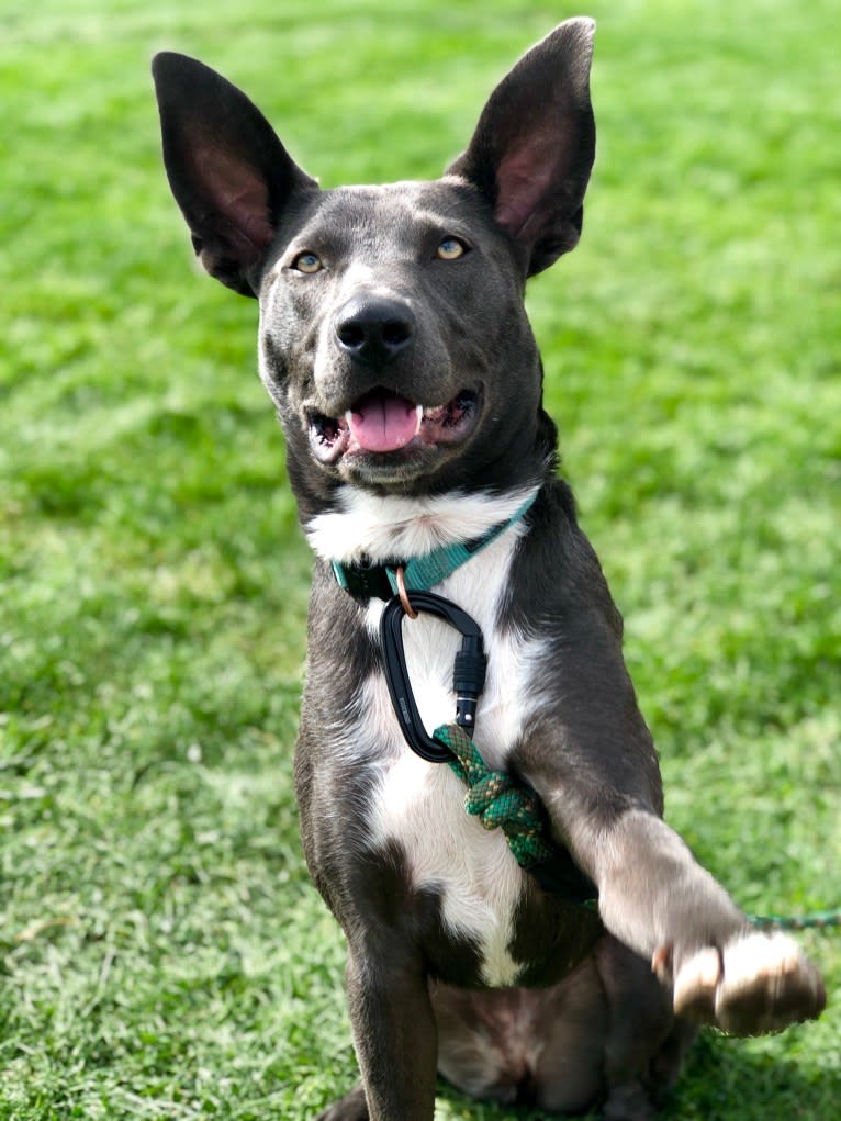 Zia, a Border Collie and American Bully mix tested with EmbarkVet.com