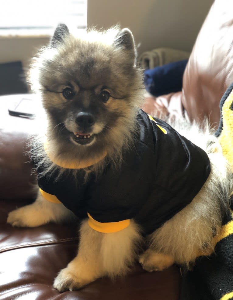 Nico, a Keeshond tested with EmbarkVet.com