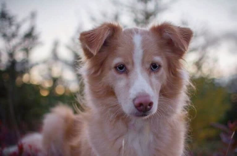 Chloe, a Siberian Husky and English Setter mix tested with EmbarkVet.com