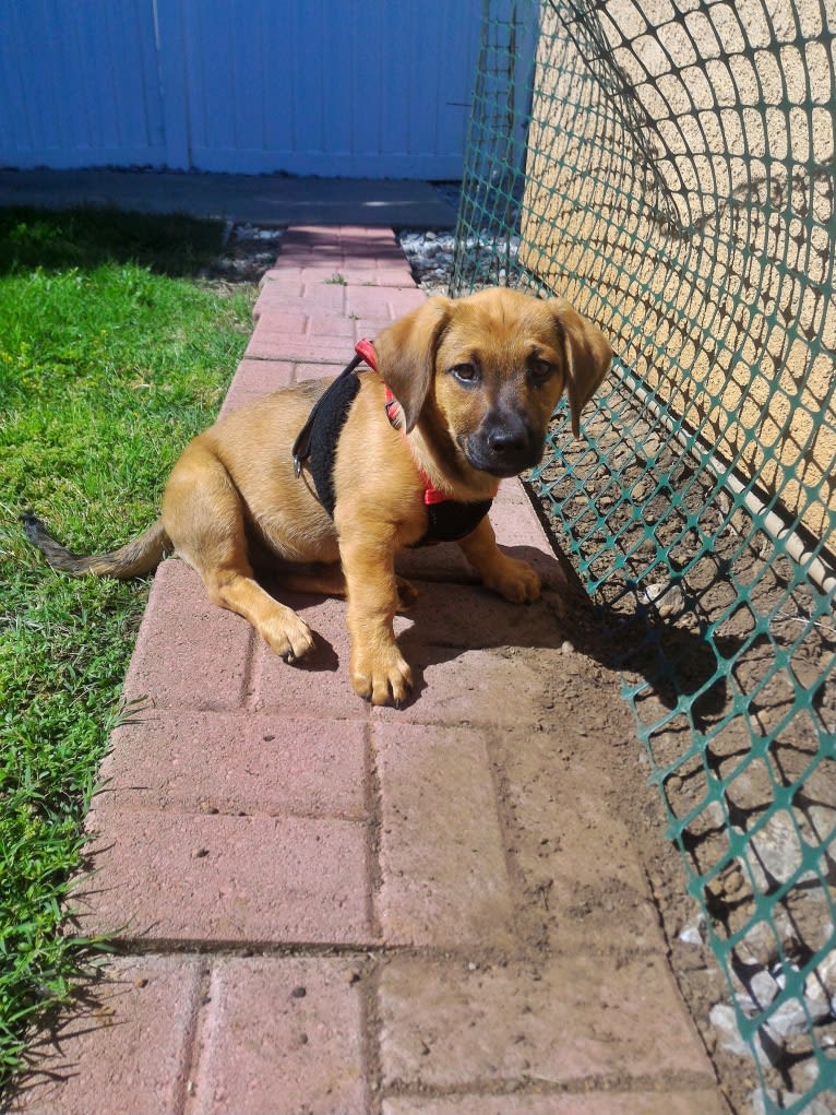 Cody, a Basset Hound and Australian Cattle Dog mix tested with EmbarkVet.com