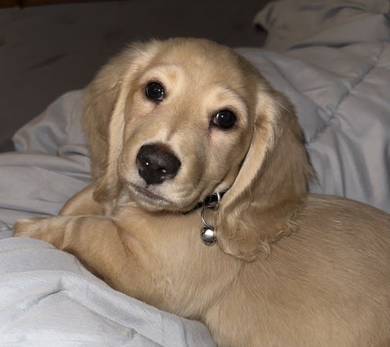 Amadeus, a Dachshund tested with EmbarkVet.com