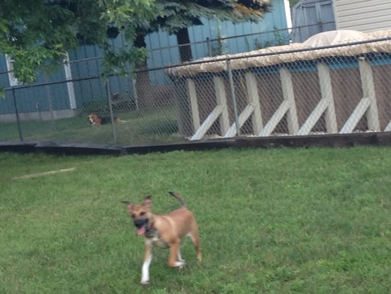 Lola, an English Shepherd and Australian Cattle Dog mix tested with EmbarkVet.com