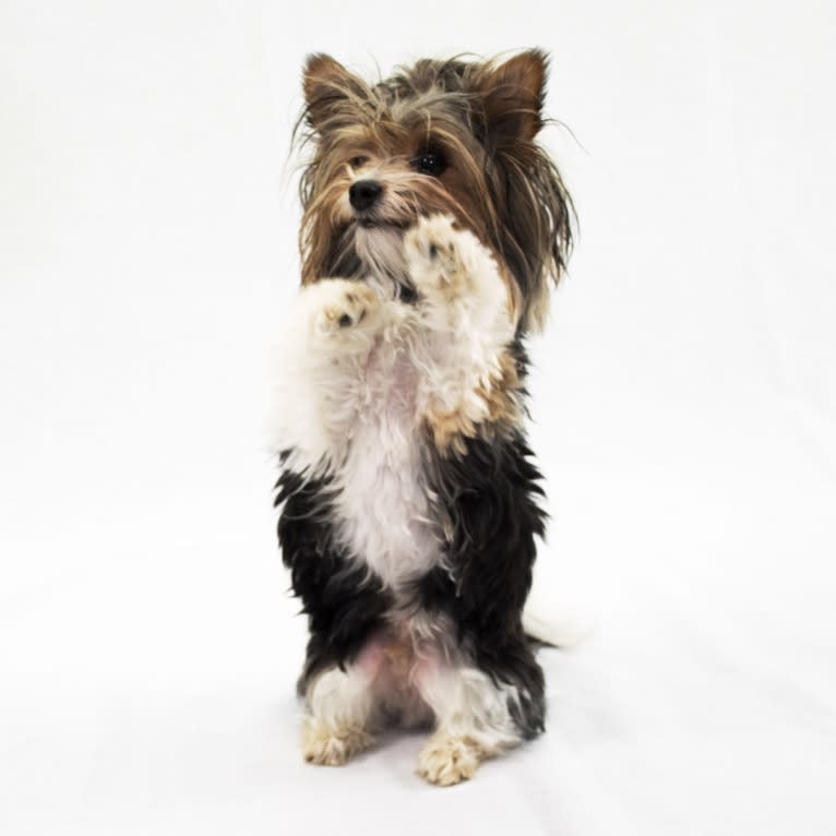 Kovu, a Biewer Terrier tested with EmbarkVet.com