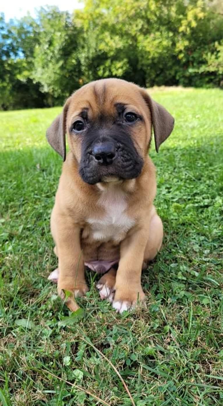 Dune, an American Bulldog and Bulldog mix tested with EmbarkVet.com