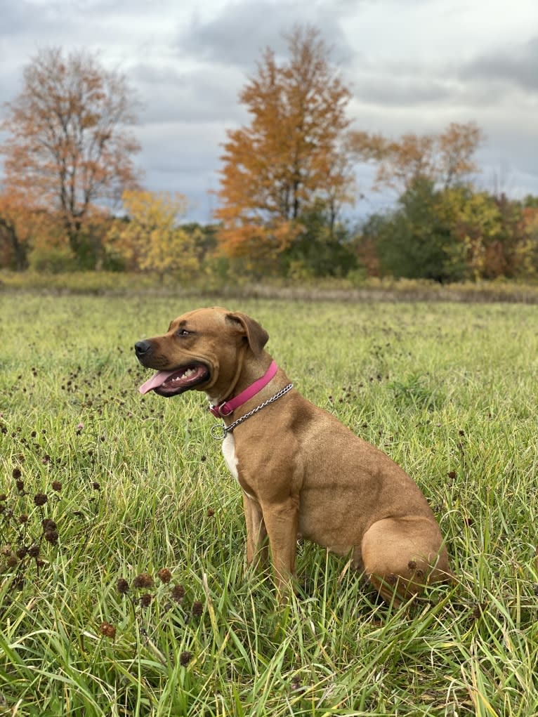 Xena “Zee”, an American Bully and American Pit Bull Terrier mix tested with EmbarkVet.com