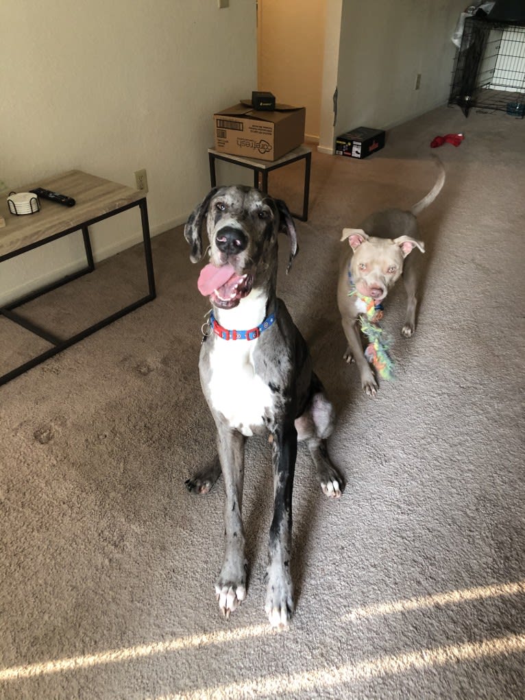 Blue, a Great Dane tested with EmbarkVet.com