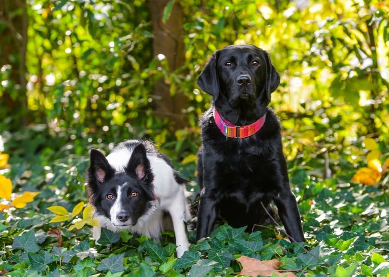 Zee, a Border Collie tested with EmbarkVet.com