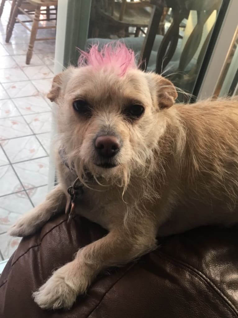 Lacey Girl, a Poodle (Small) and Chihuahua mix tested with EmbarkVet.com