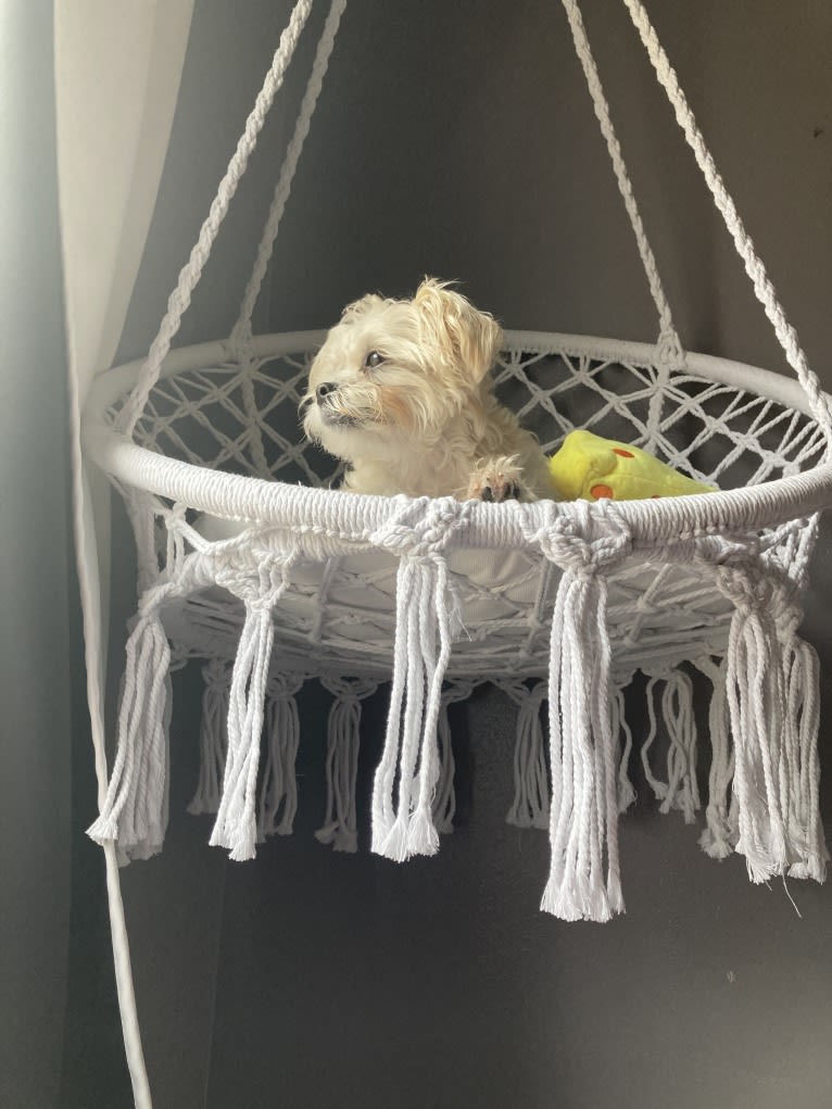 Cash Money, a Shih Tzu and Maltese mix tested with EmbarkVet.com