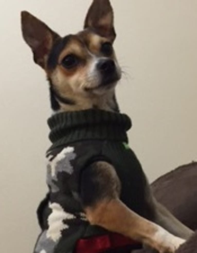 Milo, a Yorkshire Terrier and Miniature Pinscher mix tested with EmbarkVet.com