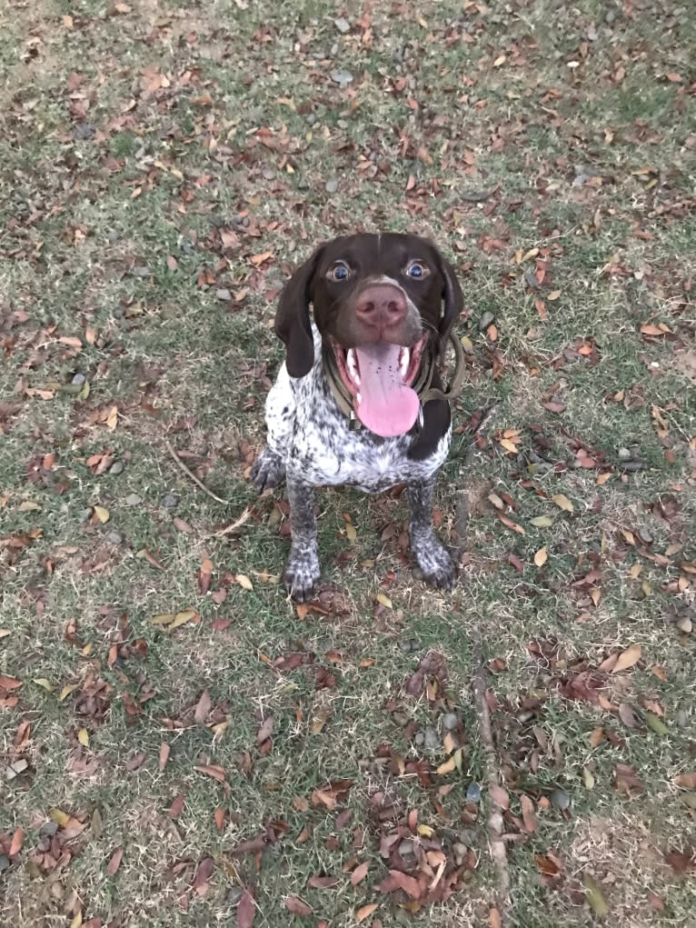 Marcela, a German Shorthaired Pointer tested with EmbarkVet.com