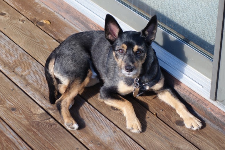 Baylee, a Yorkshire Terrier and German Shepherd Dog mix tested with EmbarkVet.com