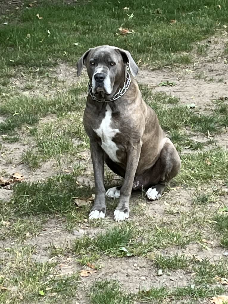 Brody, an American Bulldog and Neapolitan Mastiff mix tested with EmbarkVet.com