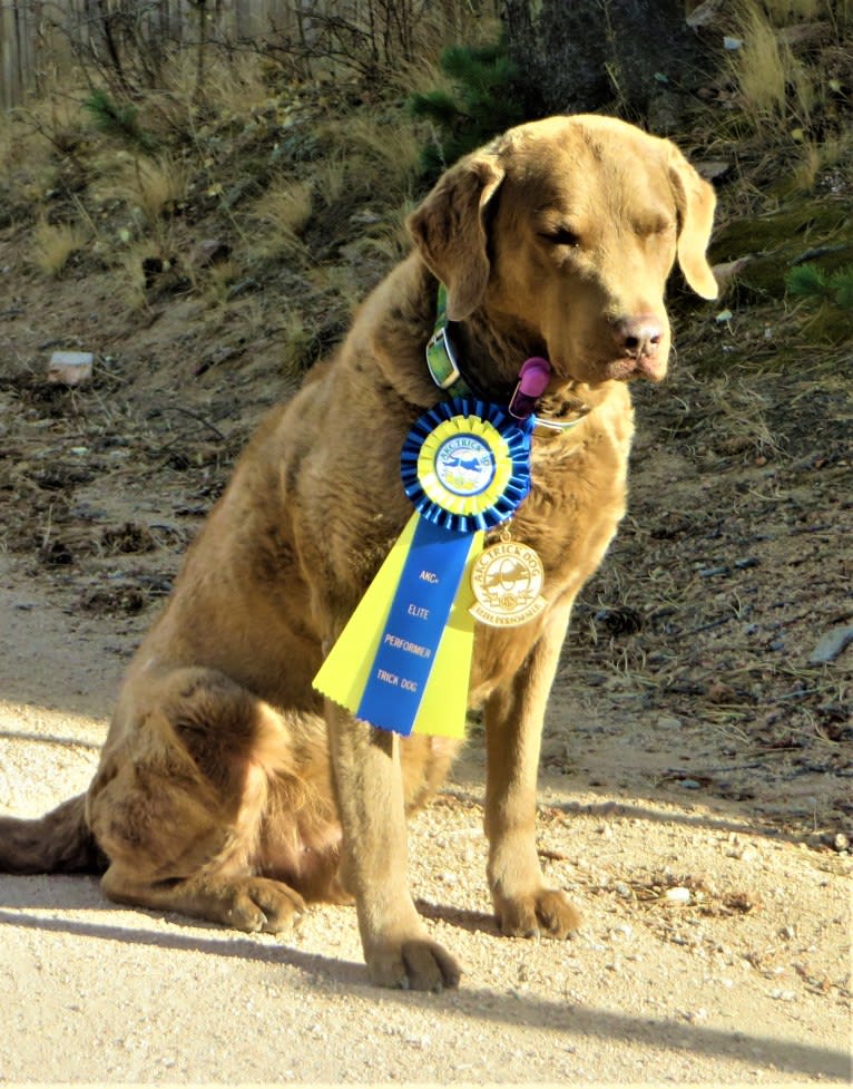 Guess, a Chesapeake Bay Retriever tested with EmbarkVet.com