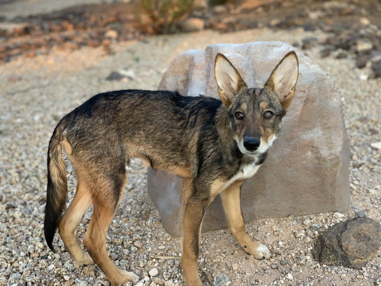 Cilantro, a Border Collie and Coyote mix tested with EmbarkVet.com