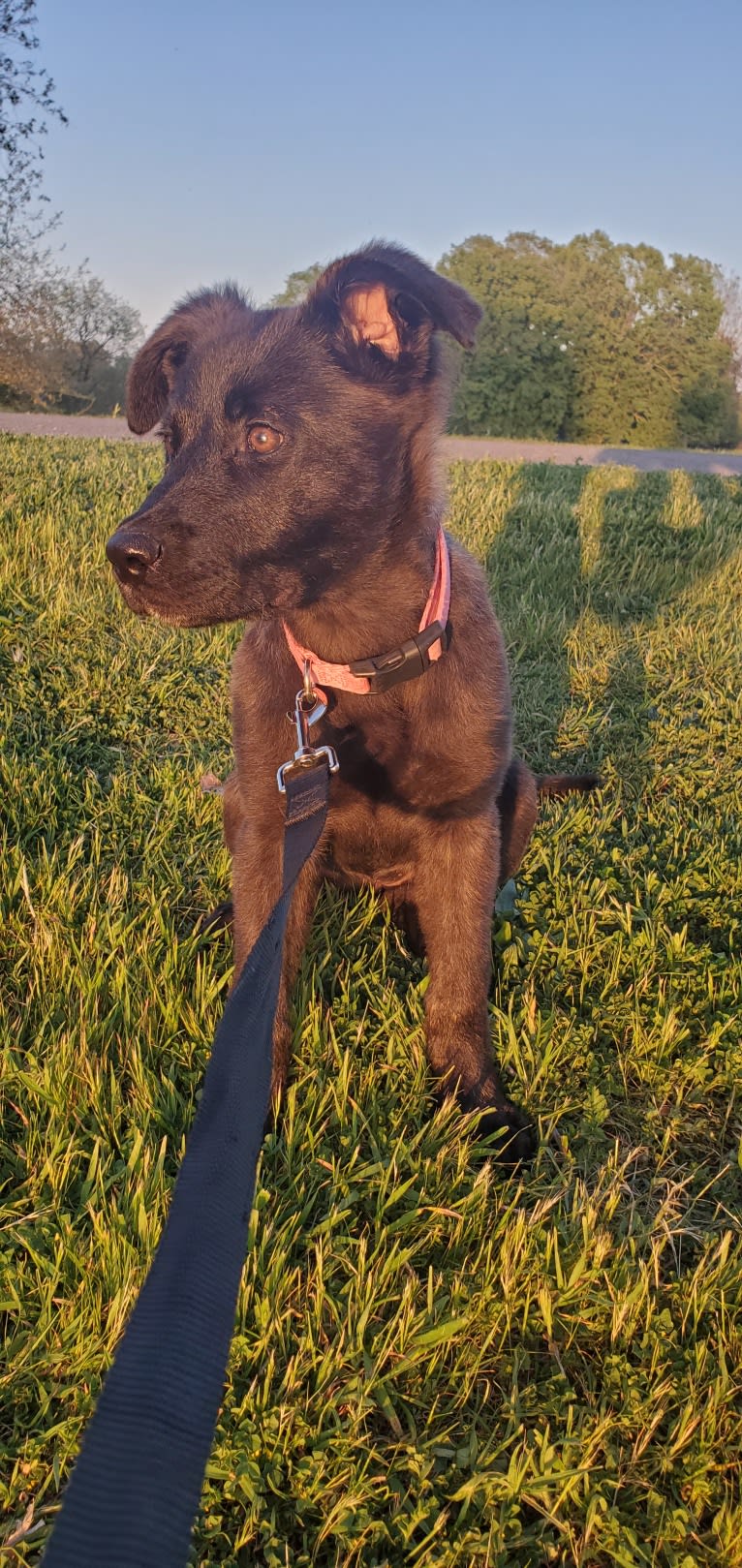 Nala, a German Shepherd Dog and American Pit Bull Terrier mix tested with EmbarkVet.com