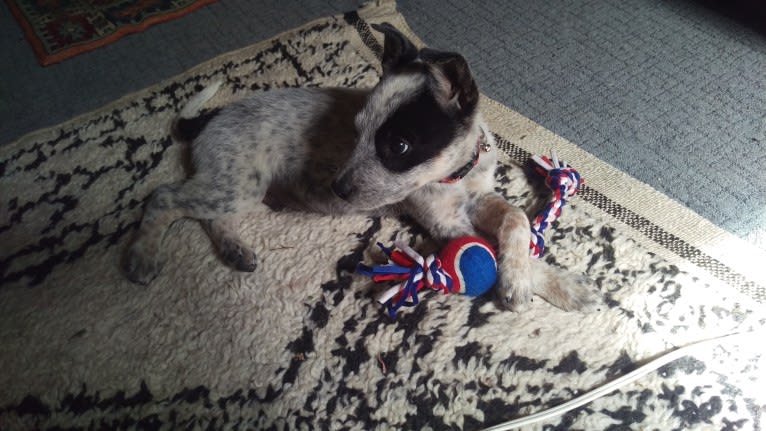 Prozac, an Australian Cattle Dog tested with EmbarkVet.com