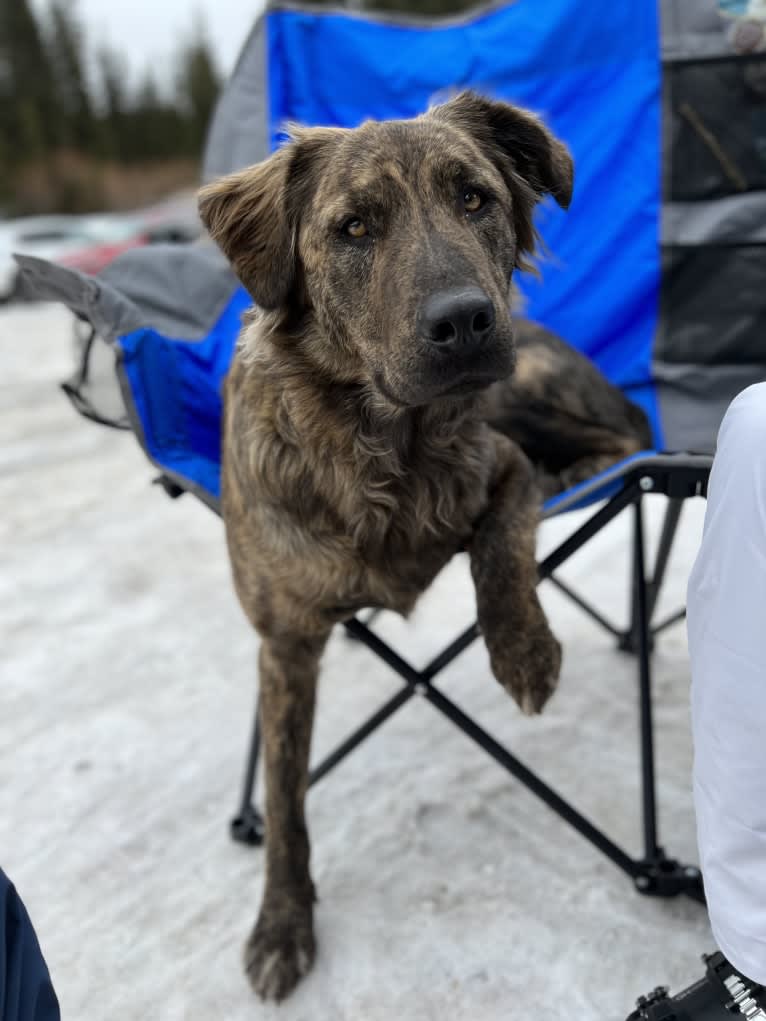 Theo, an Australian Cattle Dog and American Pit Bull Terrier mix tested with EmbarkVet.com