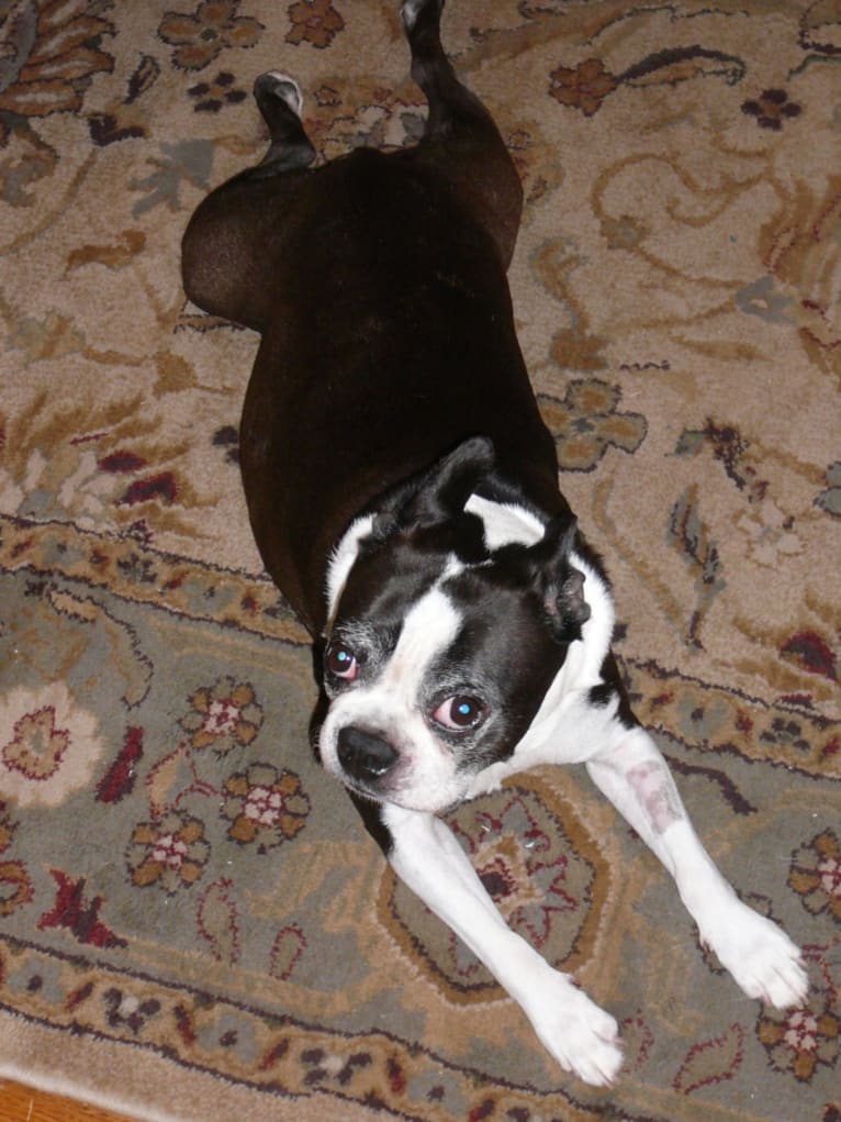 Max, a Boston Terrier tested with EmbarkVet.com